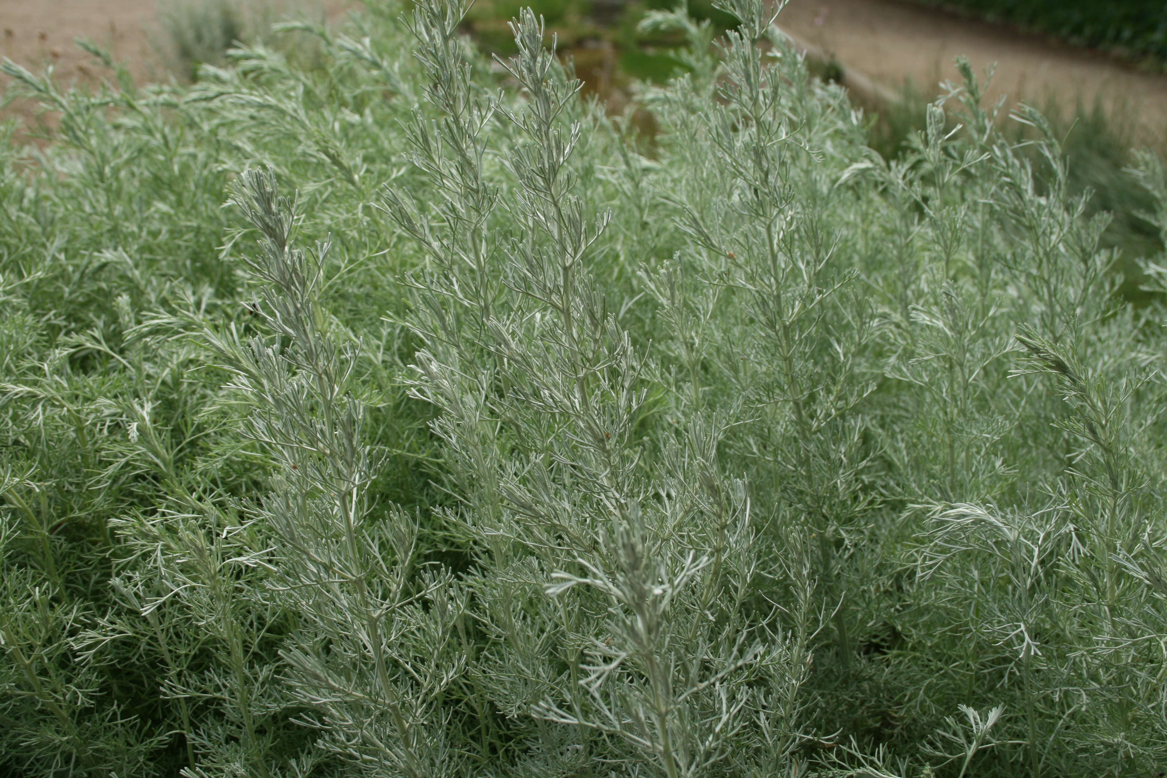 Sivun Artemisia maritima kuva