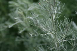 Sivun Artemisia maritima kuva