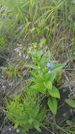 Image of tall bluebells