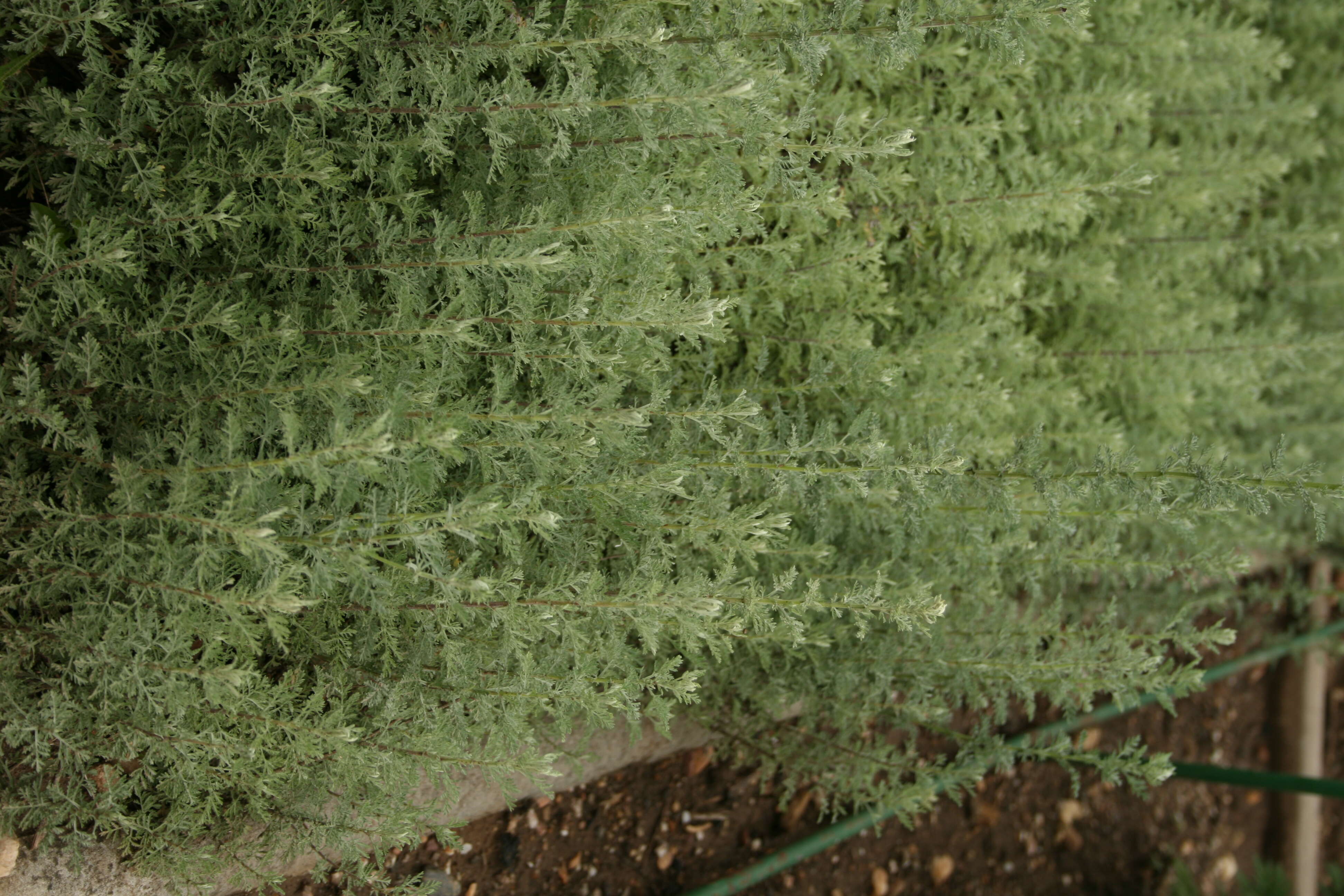 Image of Roman wormwood