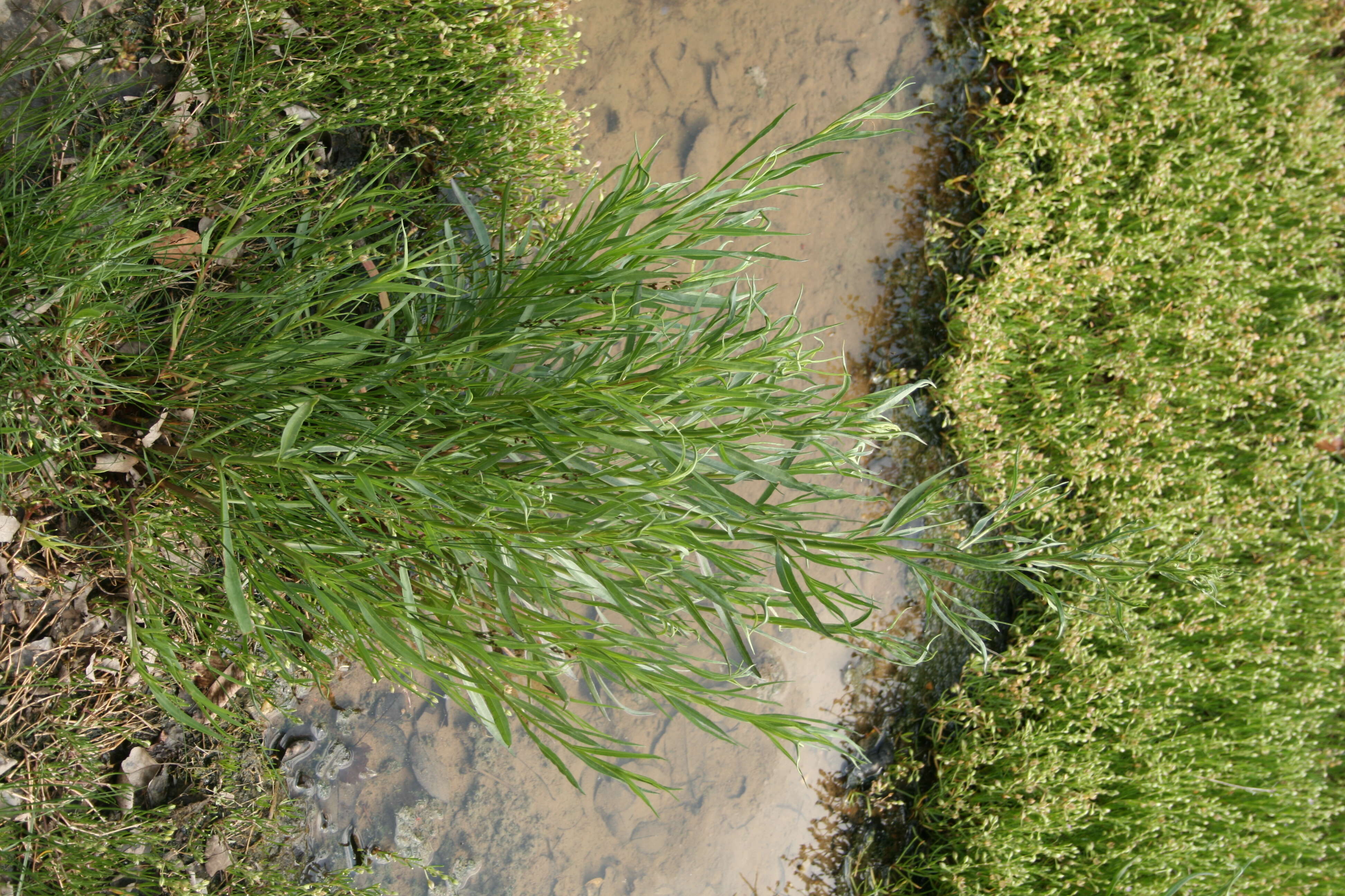 Image of sea aster