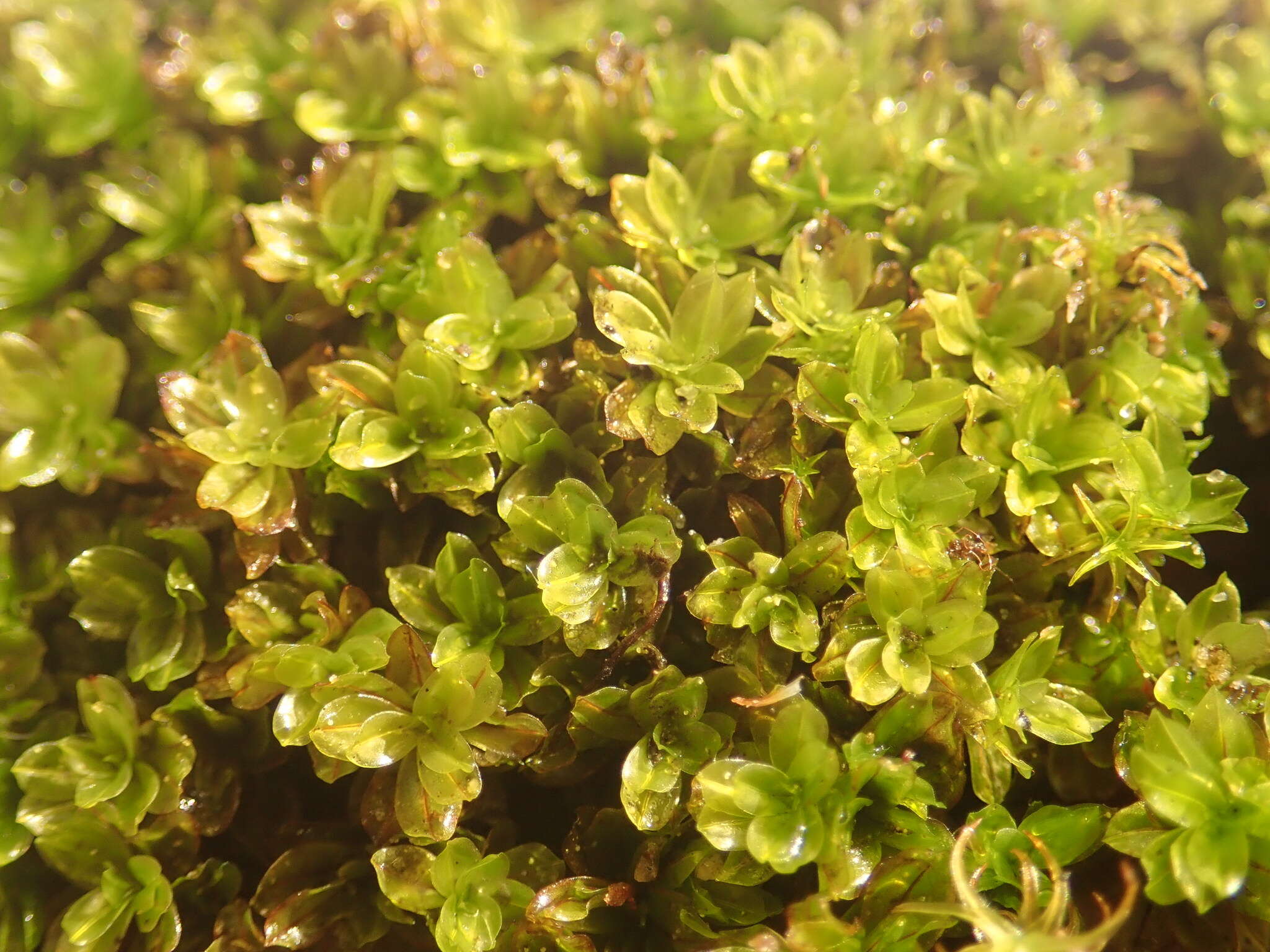 Image of crumia moss