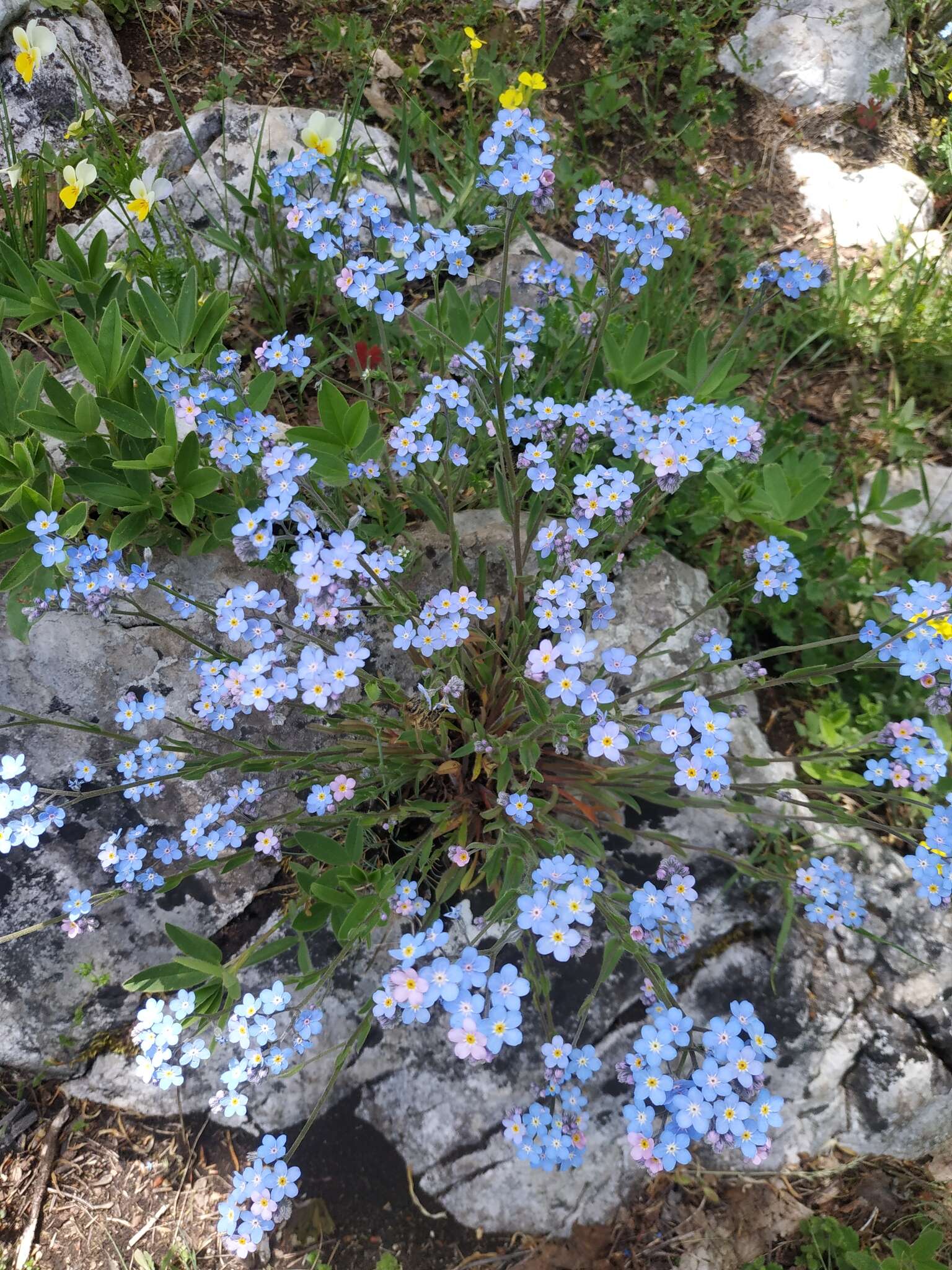 Plancia ëd Myosotis lithospermifolia (Willd.) Hornem.