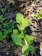 Image of grape honeysuckle