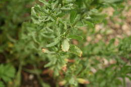 Слика од Achillea ageratum L.