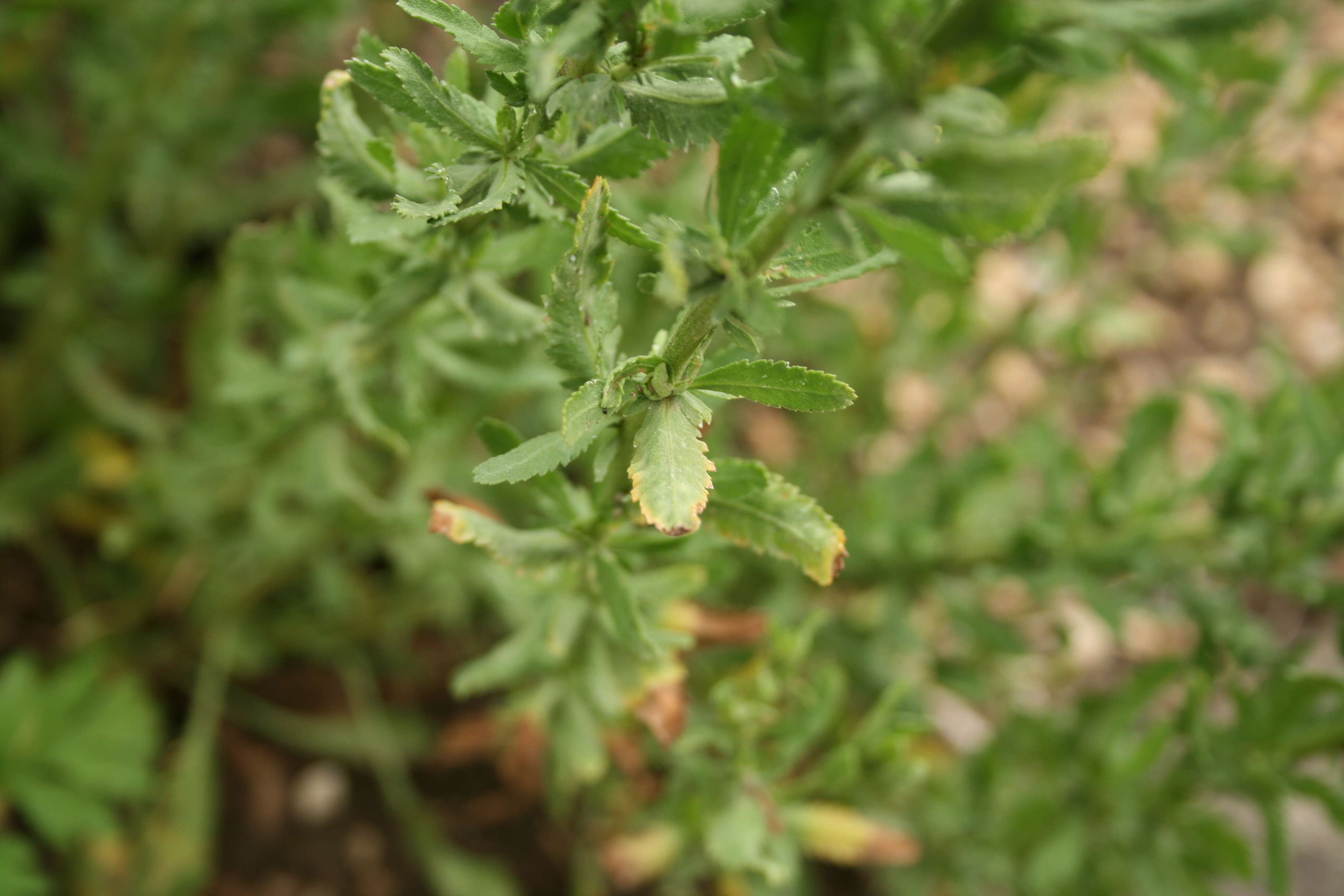 Слика од Achillea ageratum L.