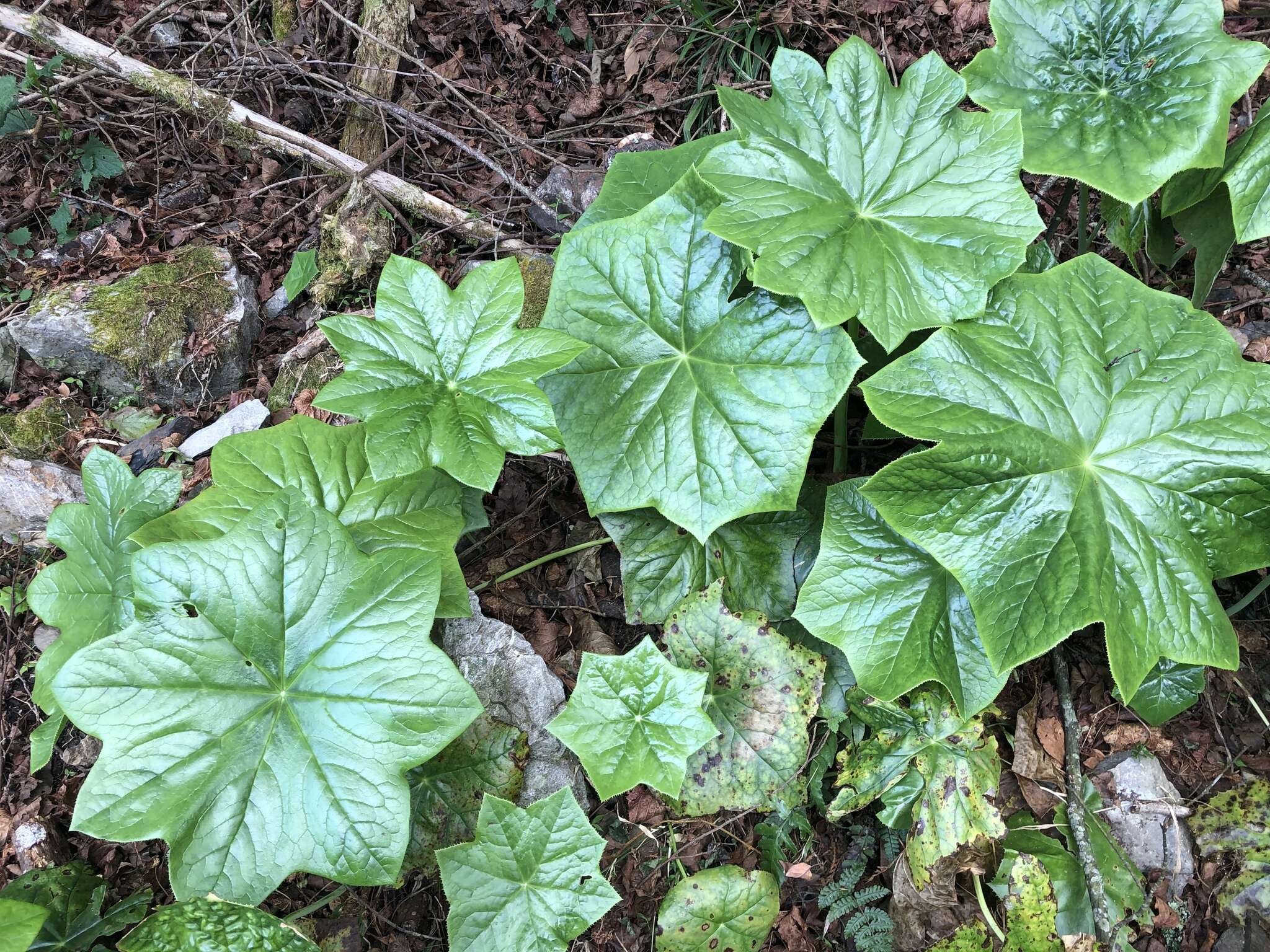 Image de Podophyllum pleianthum Hance