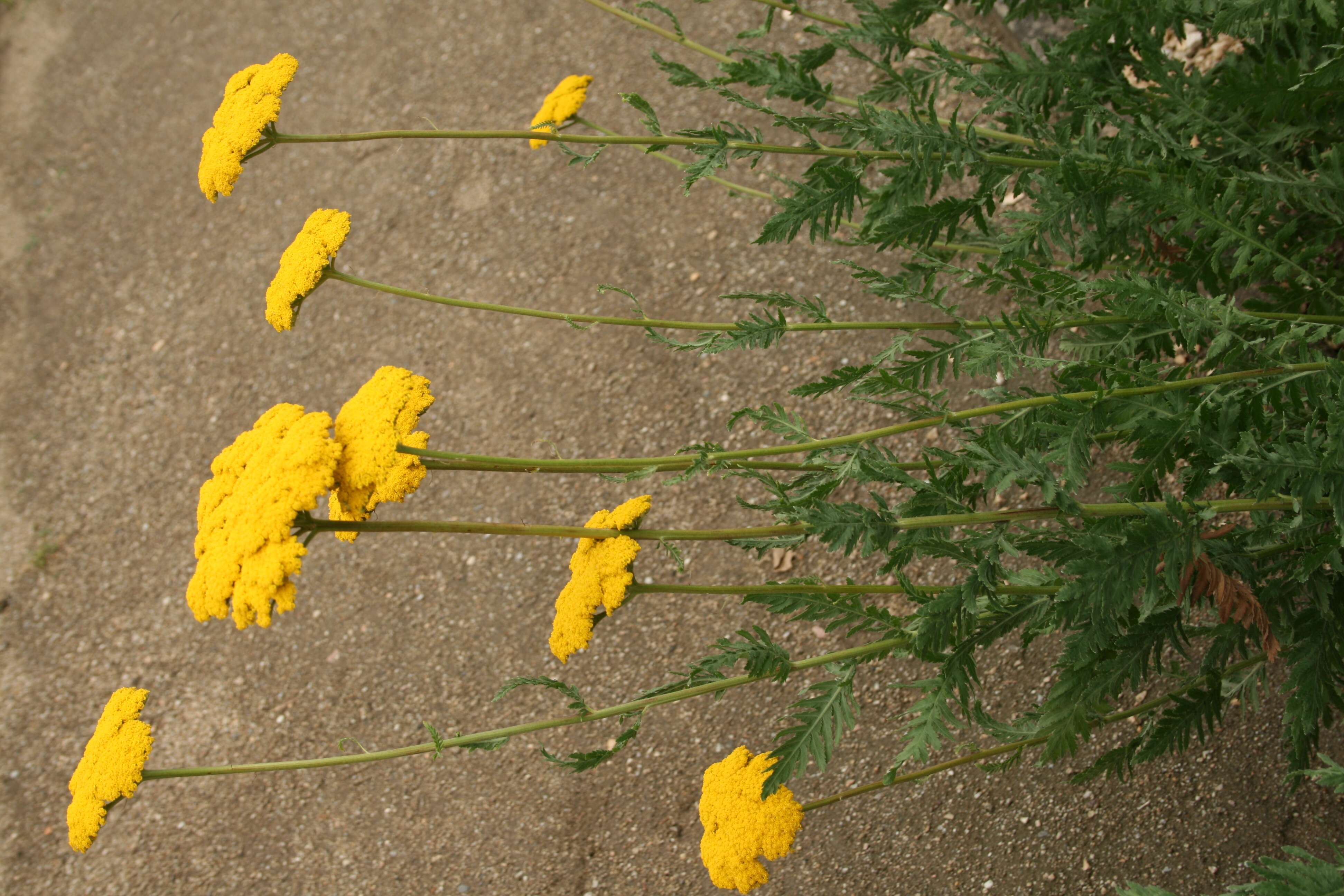 Imagem de Achillea filipendulina Lam.