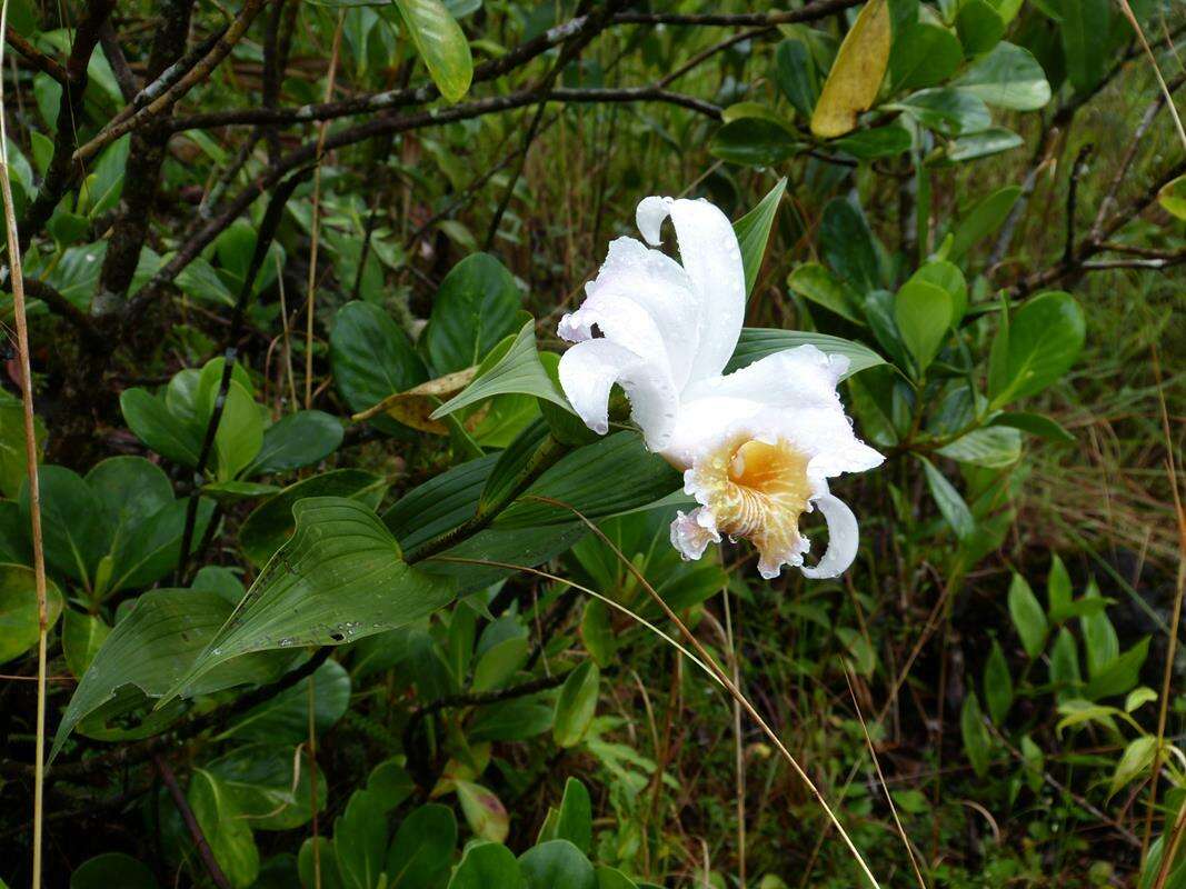 Image of Sobralia chrysostoma Dressler