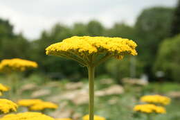 Imagem de Achillea filipendulina Lam.