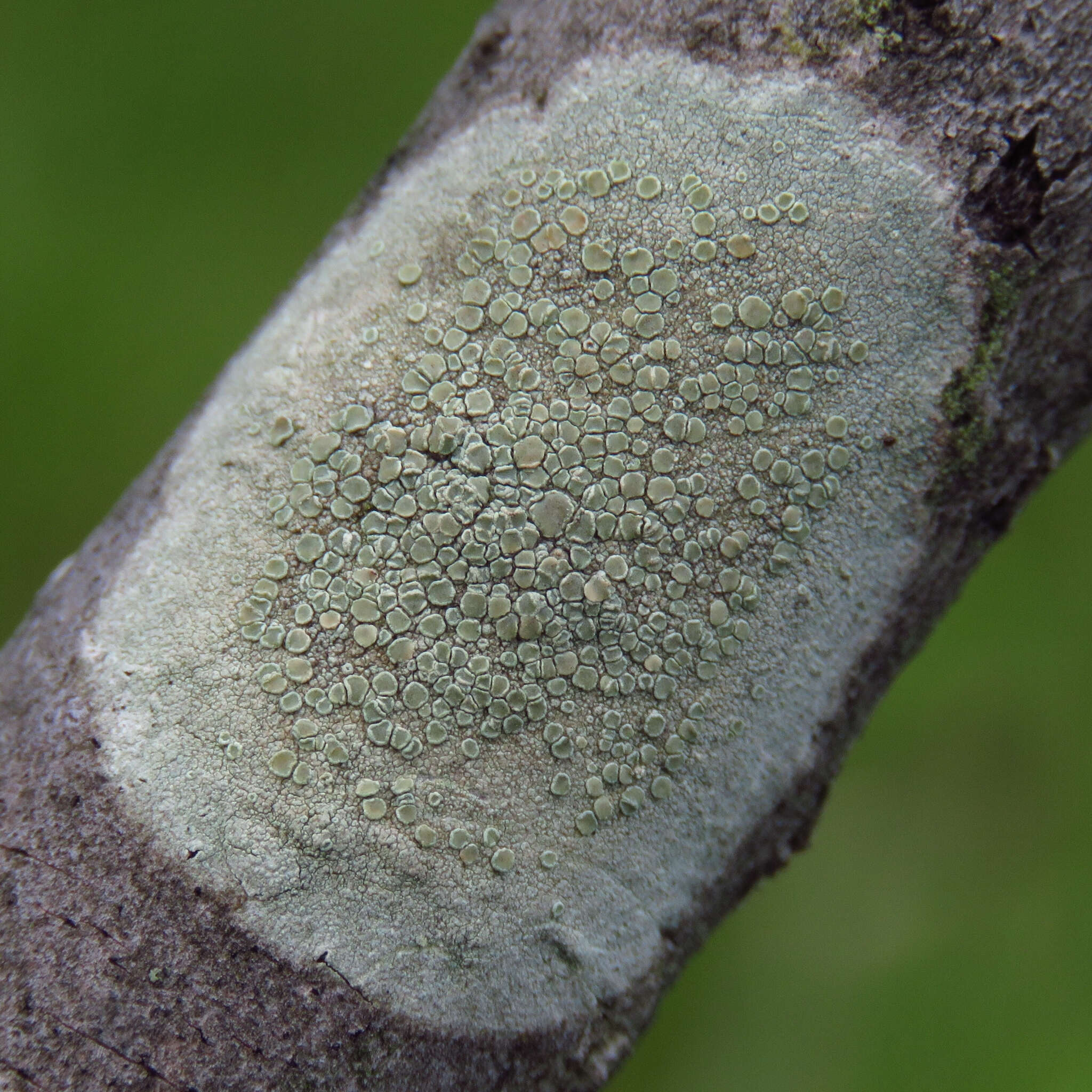 Слика од Lecanora strobilina (Spreng.) Kieff.