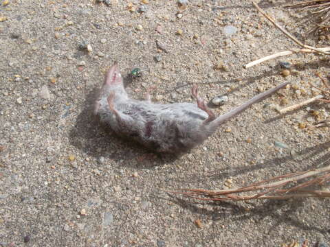 Image of bicoloured white-toothed shrew, bicoloured shrew