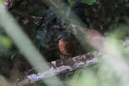 Image of Ashy-headed Laughingthrush