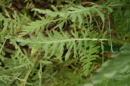 Imagem de Achillea filipendulina Lam.