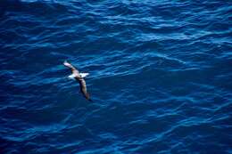 Image of Shy Albatross