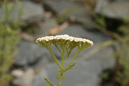 Image of noble yarrow