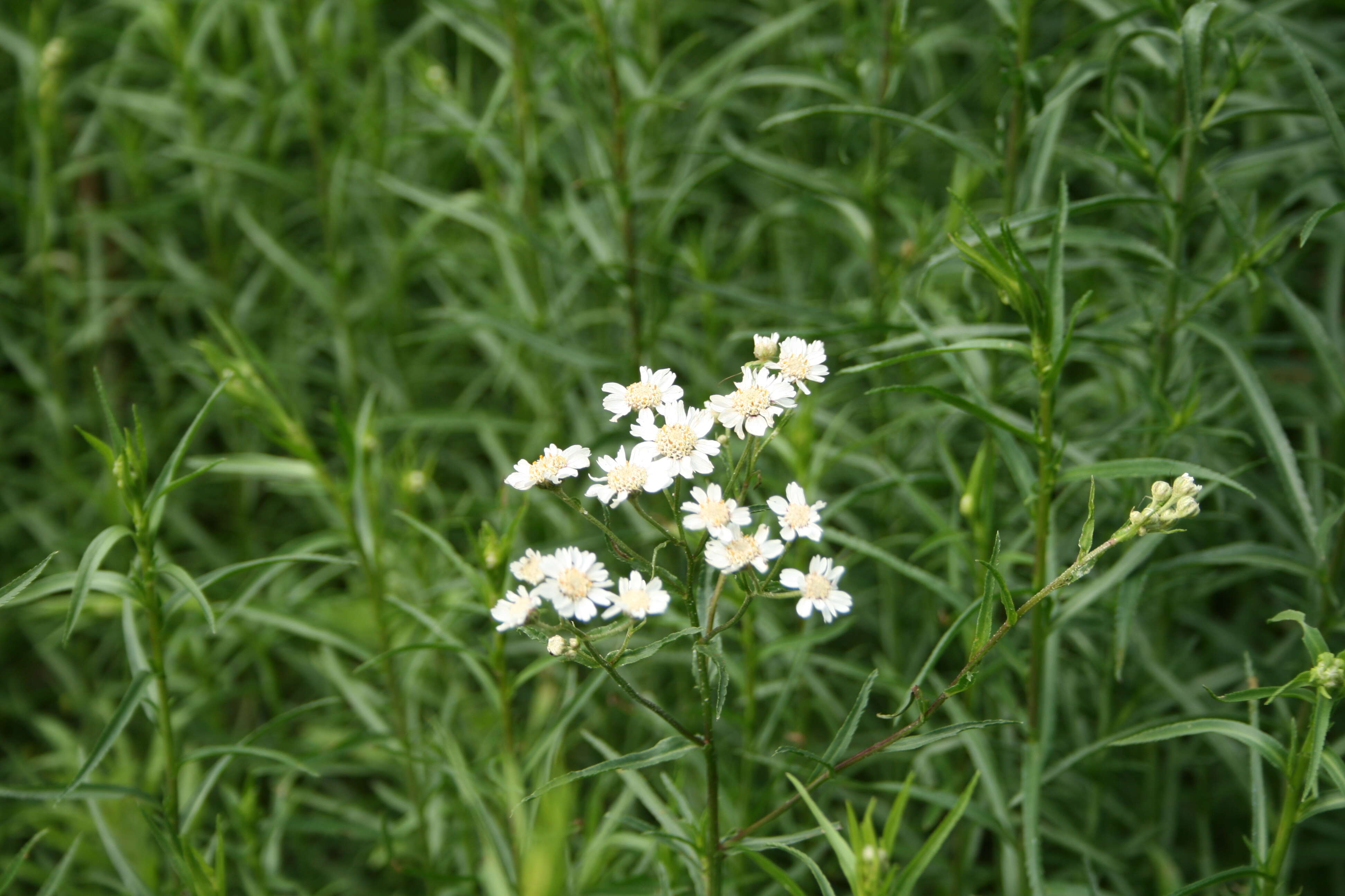 Image of Sneezeweed