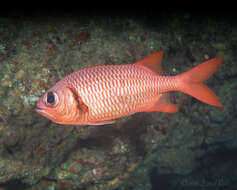 Image of Brick soldierfish