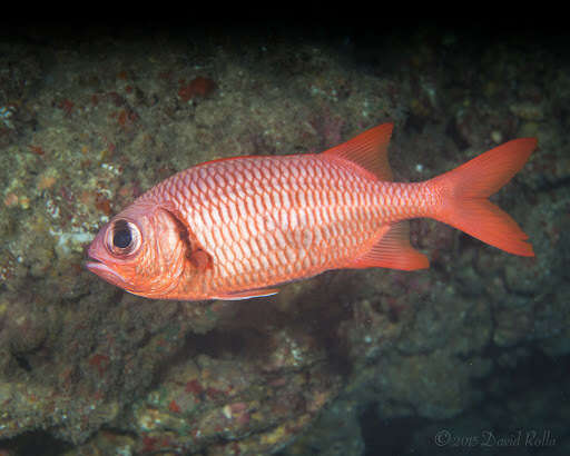 Image of Brick soldierfish