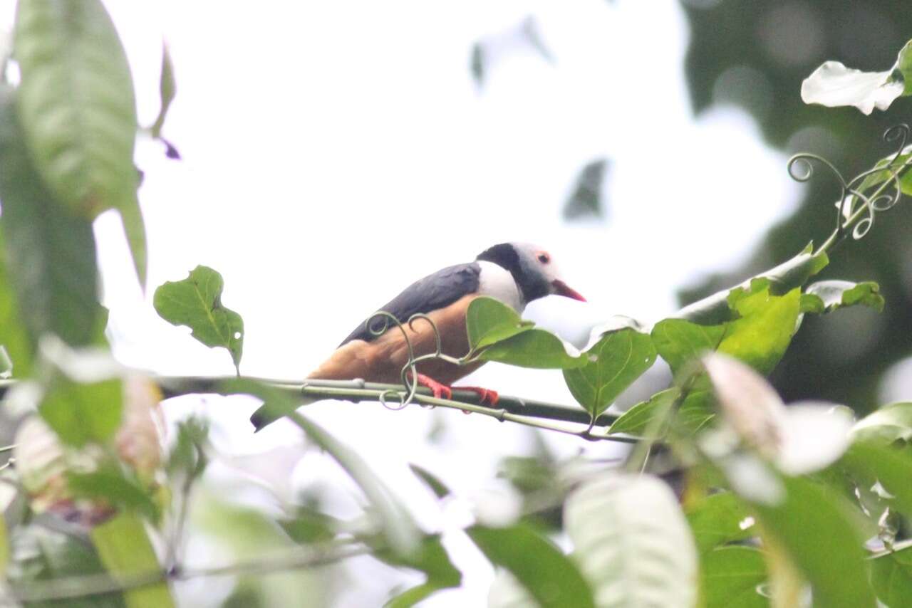 Image of Gabon Helmetshrike