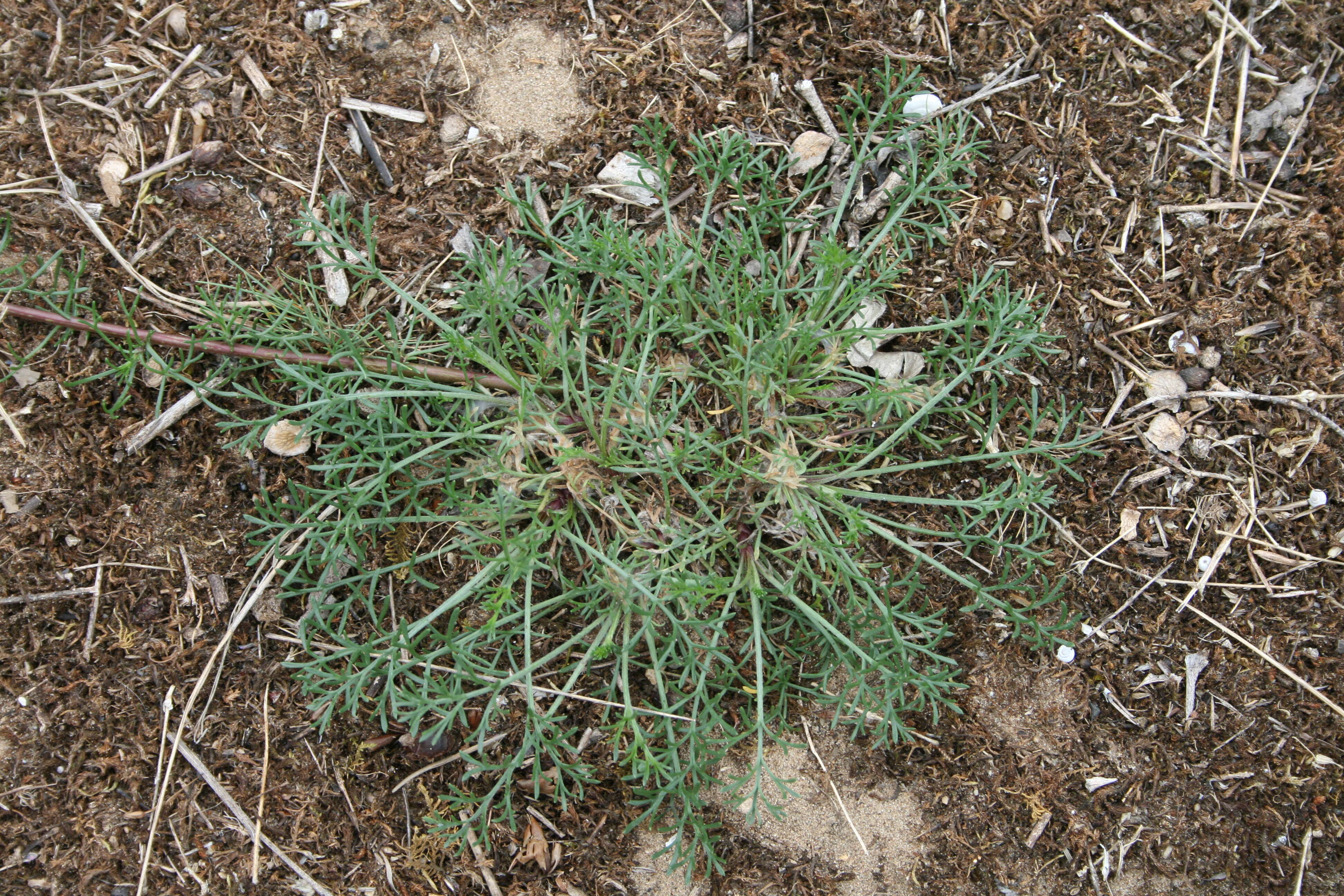 Image of field sagewort