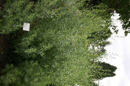 Image of tarragon