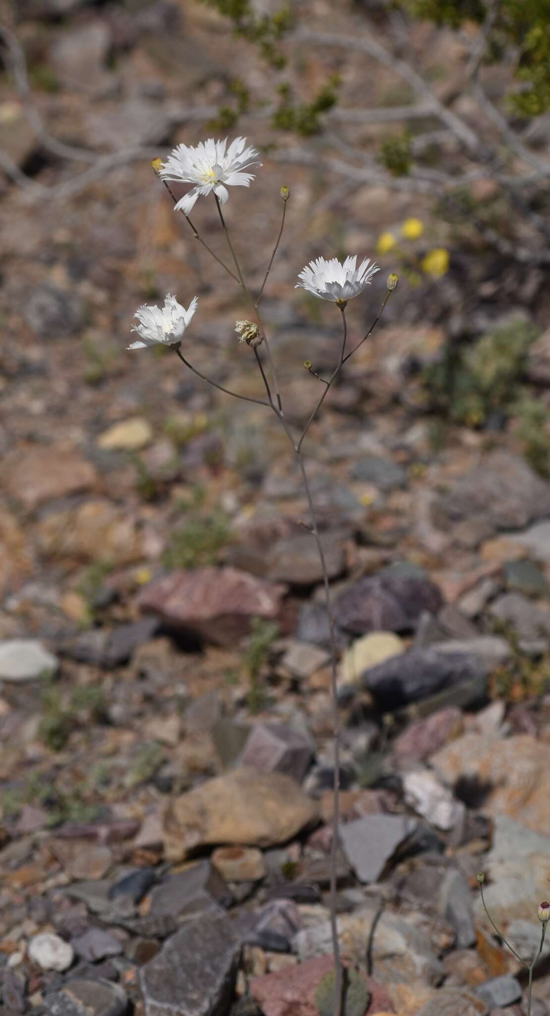 Image de Atrichoseris