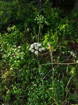 Image of spotted water hemlock