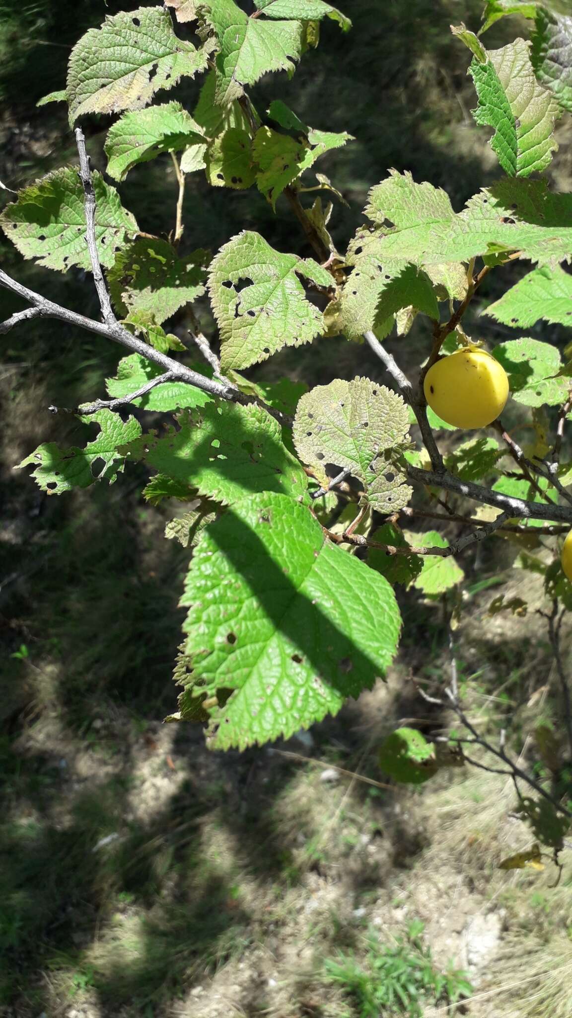 Imagem de Prunus brigantina Vill.