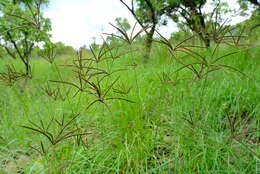 Image of Fan grass