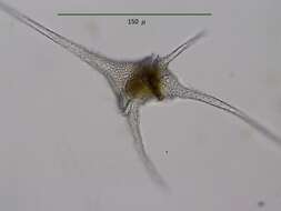 صورة Ceratium hirundinella