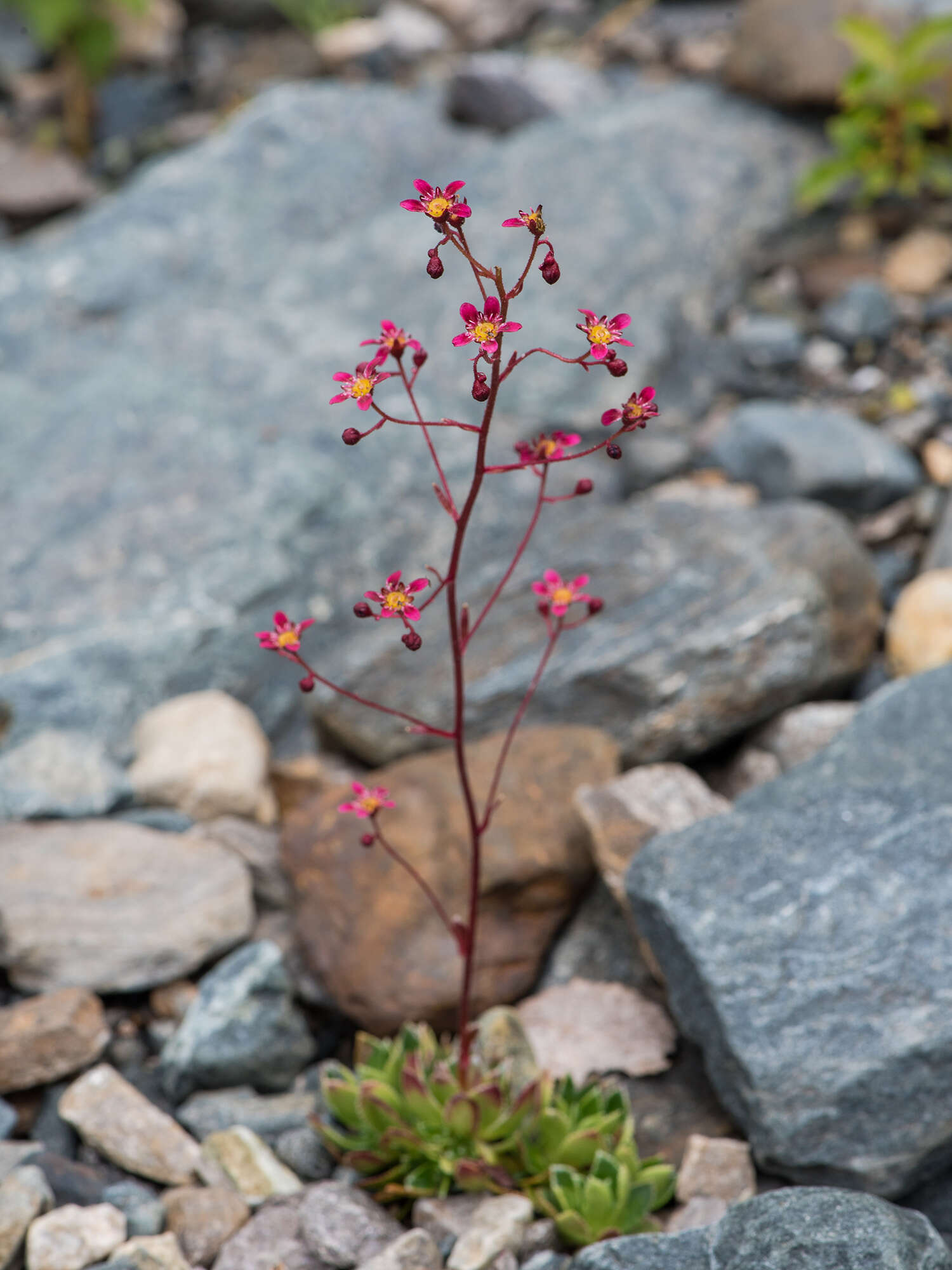 Image of Saxifraga kolenatiana Regel