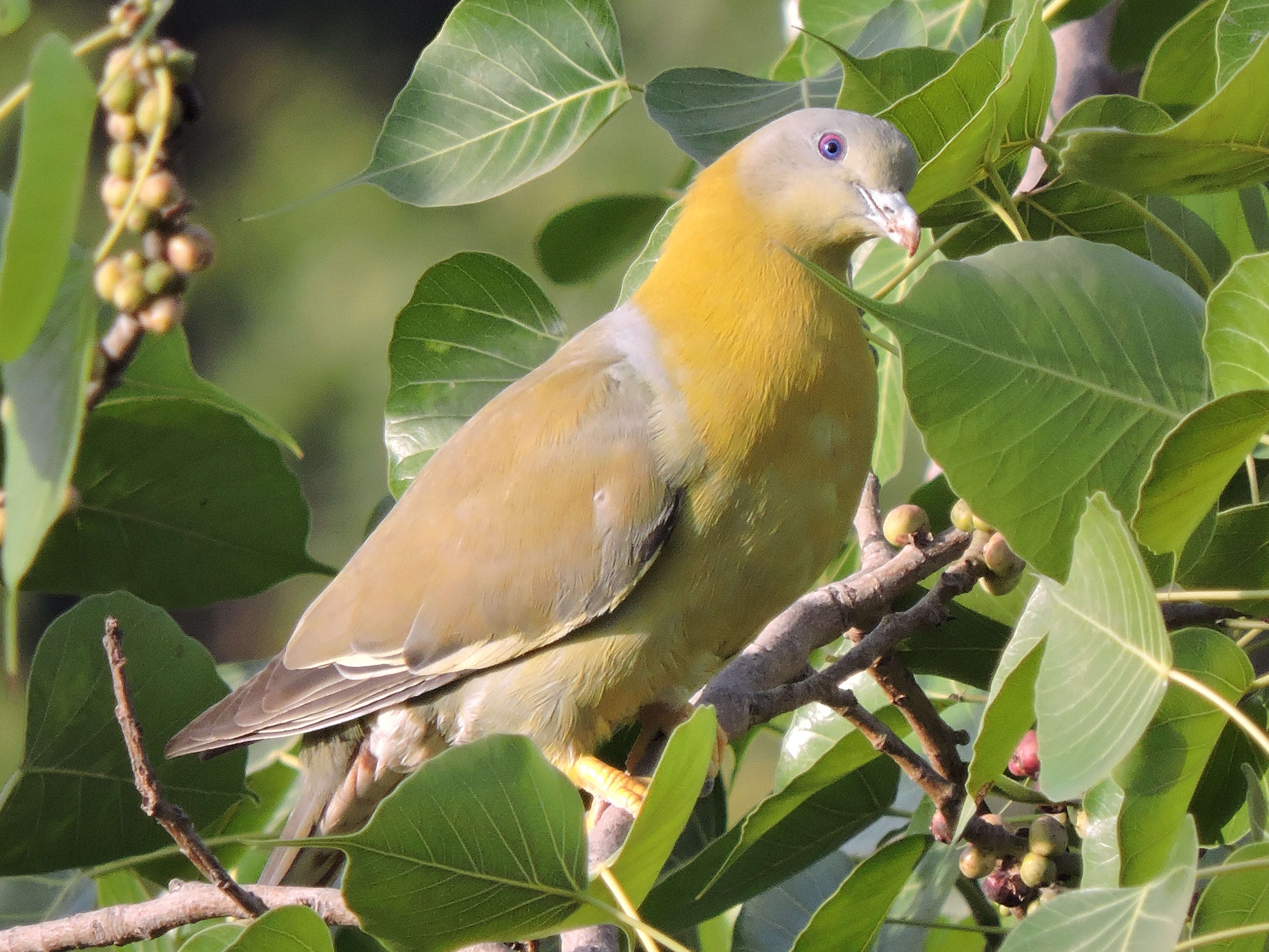 Слика од Treron phoenicopterus (Latham 1790)