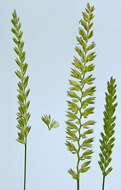 Image of Crested dogstail grass