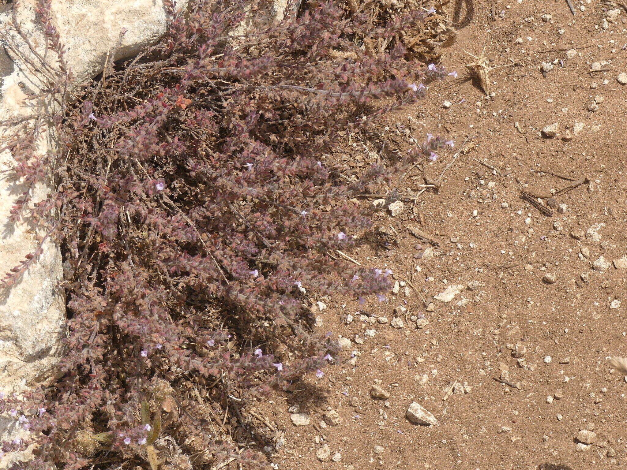 Image of Micromeria microphylla (d'Urv.) Benth.