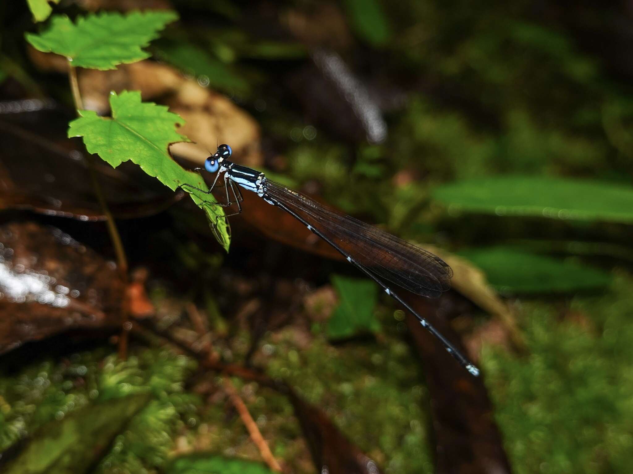 Image de Coeliccia ryukyuensis Asahina 1951