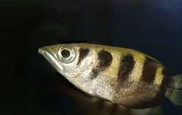 Image of Sevenspot archerfish