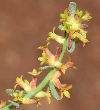 Image of Thymelaea pubescens (L.) Meissn.