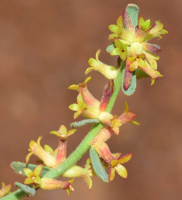 Image of Thymelaea pubescens subsp. elliptica (Boiss.) K. Tan