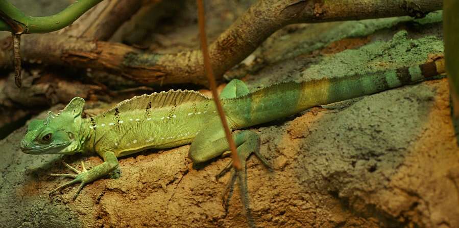 Image of Green Basilisk