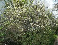 Imagem de Halesia carolina L.