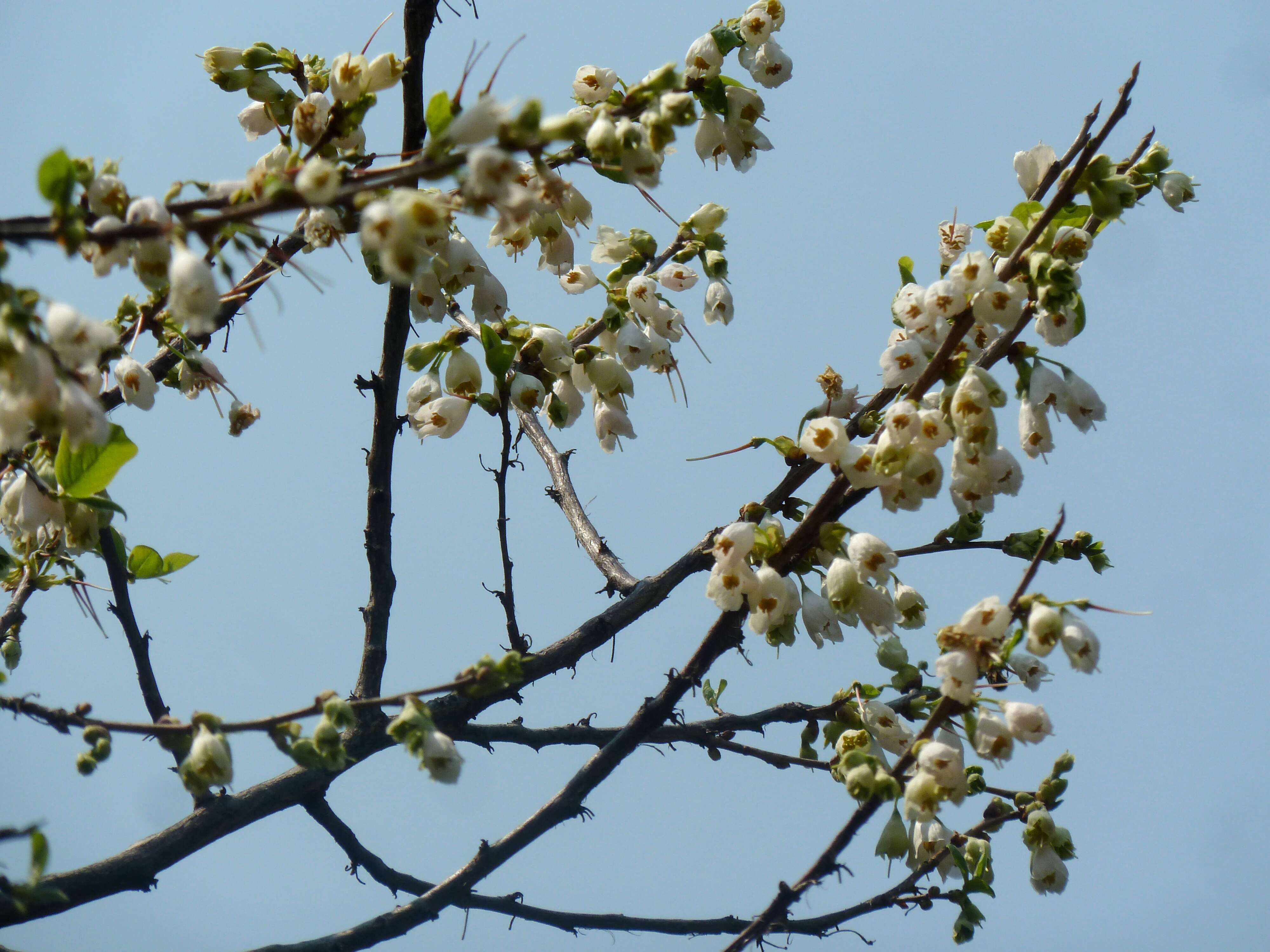 Imagem de Halesia carolina L.