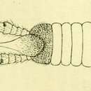 Image of Gonatotrichus