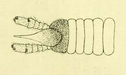 Image of Gonatotrichus