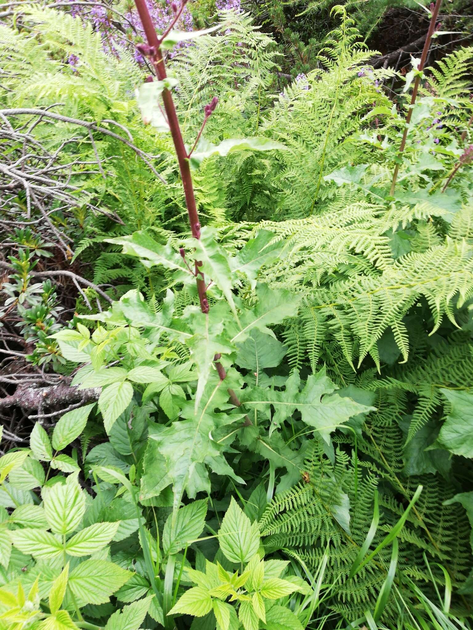 Image of Cicerbita alpina (L.) Wallr.