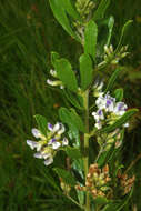 Image of Grassland blue pea