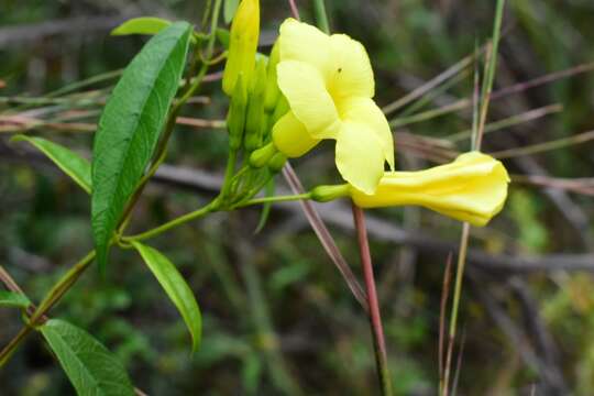 Image de Mesechites angustifolius (Poir.) Miers