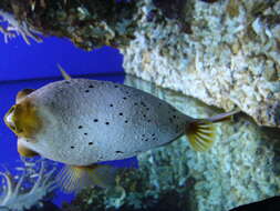 Image of Black Spotted Blow Fish