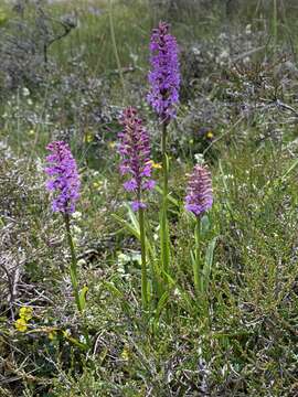 Image of Heath fragrant orchid