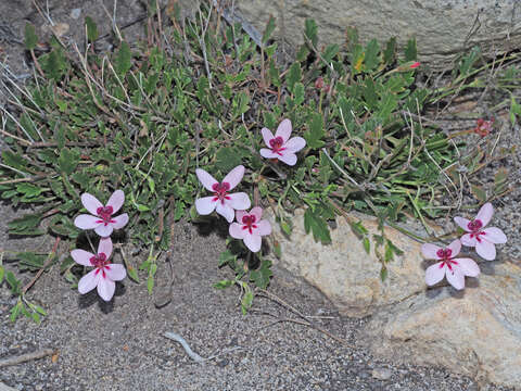 Image of Pelargonium capillare (Cav.) Willd.